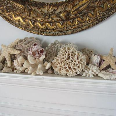 Fantastic collection of shells/coral