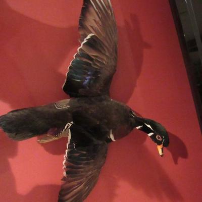 Canvasback duck mount