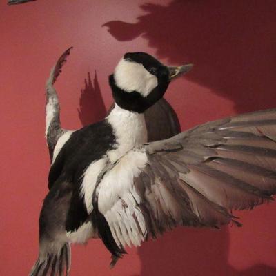 Buffle head duck mount