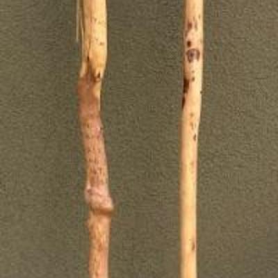 (2) Hand Carved Wood Walking Sticks 