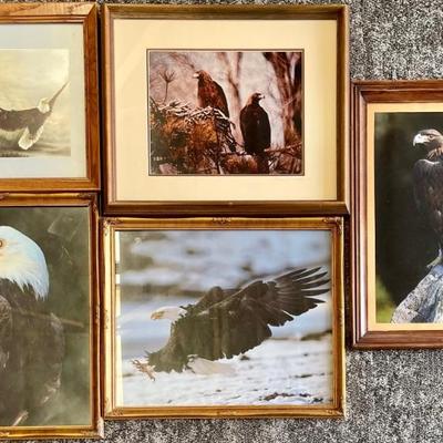 (5) Hawk And Eagle Photographs