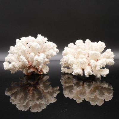 Pair of Fossilized White Corral Clusters