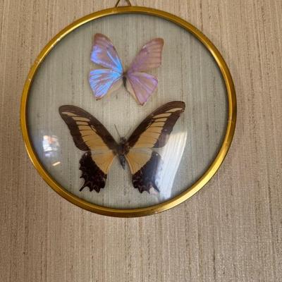 Lepidopterology - Butterfly Collection