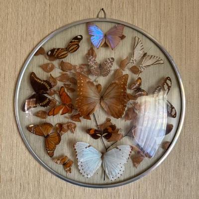 Lepidopterology - Butterfly Collection