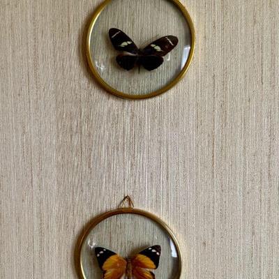 Framed Butterflies
