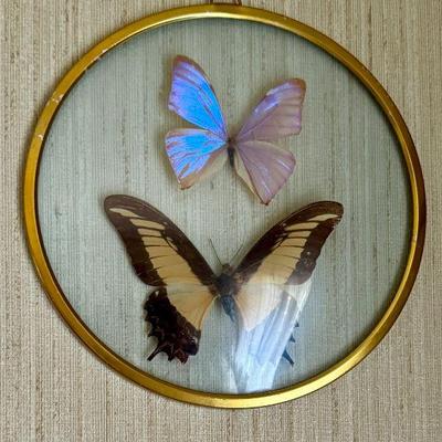 Lepidoptera Collection