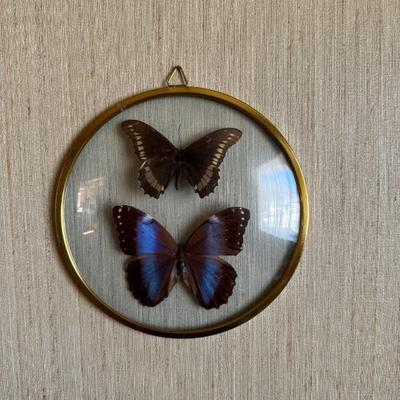 Lepidopterology - Butterfly Collection