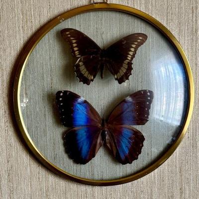 Framed Butterflies