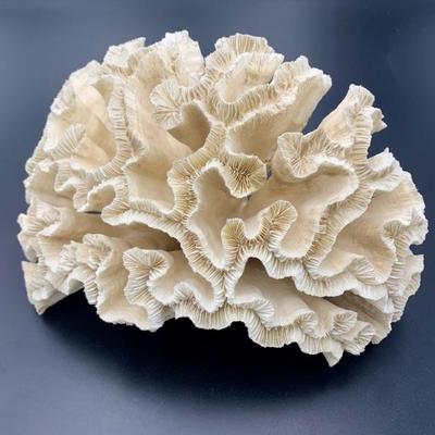 #56 • Natural Brain Coral

