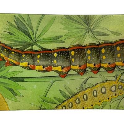 #152 • Signed John Derian Glass Tray with Caterpillars
