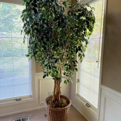 Faux Ficus Benjamina Tree w/ Twinkling Lights #1	