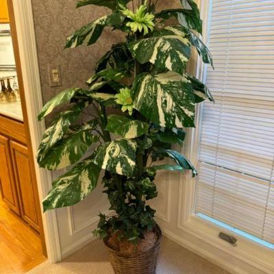 Versatile Indoor/Outdoor Monstera Plant	