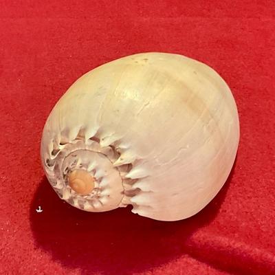 Nautilus sea shell