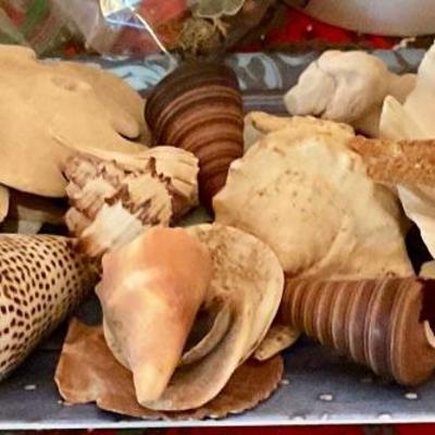 Sea shells