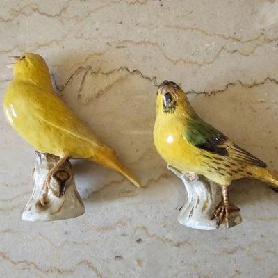 Birds