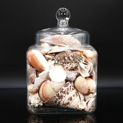Decorative Sea Shells Clear Glass Jar