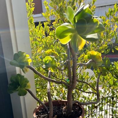 Jade plant 