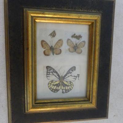 Framed Vintage Preserved Butterflies - 9¼" x 11½"