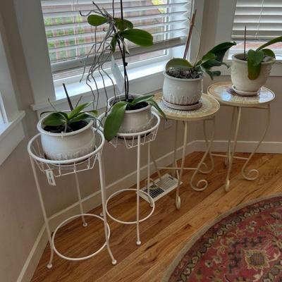 Orchid plants and pots