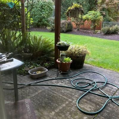 Potted plant