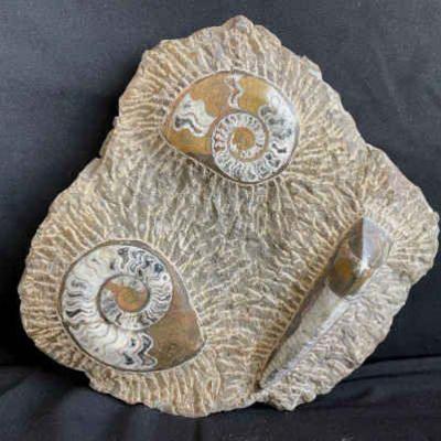 Large Likely Authentic Fossil Stone * Shells * Polished

