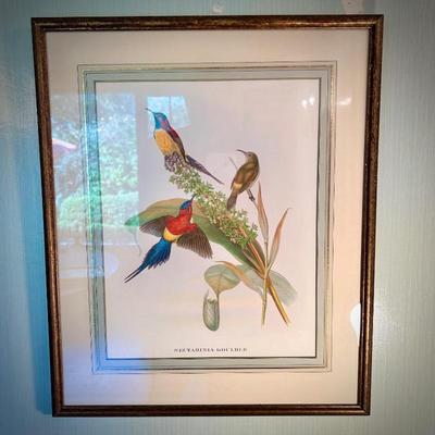 John Gould bird print