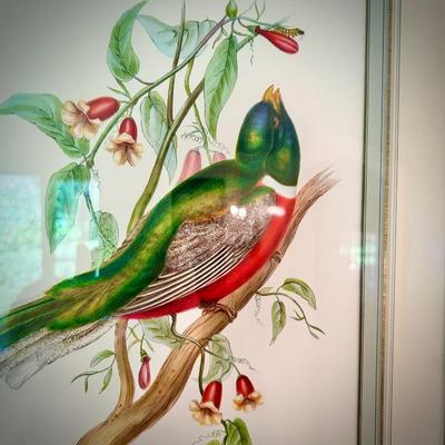 John Gould bird print