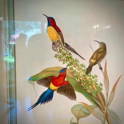 John Gould bird print