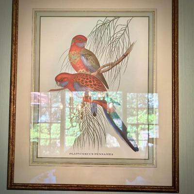 John Gould bird print