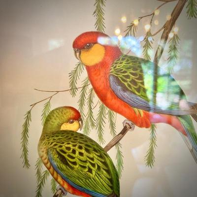 John Gould bird print