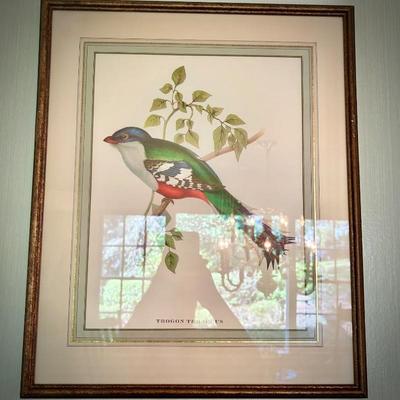 John Gould bird print