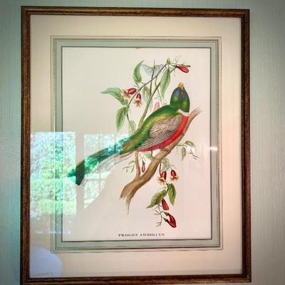 John Gould bird print