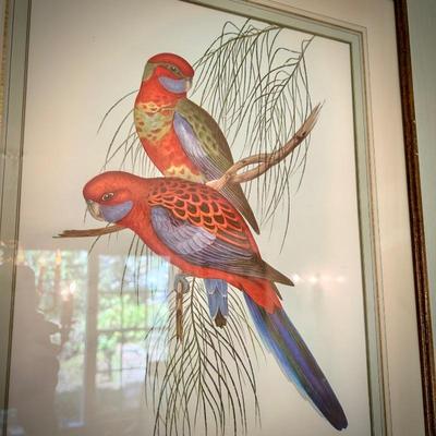 John Gould bird print