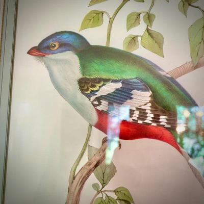 John Gould bird print