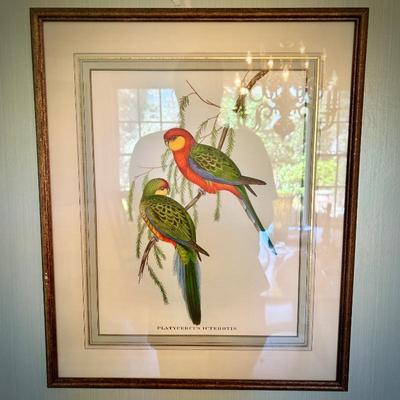 John Gould bird print