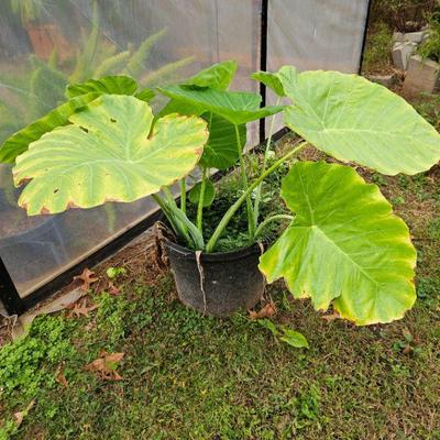 Elephant Ear