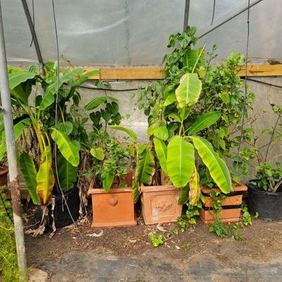 Banana Leaf