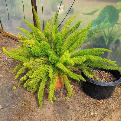 Asparagus Fern