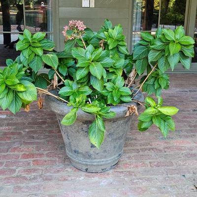 Hydrangea in cast stone, very heavy.