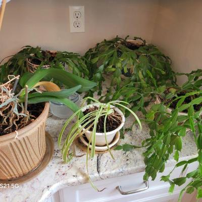 plants