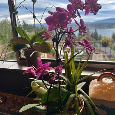 House plants