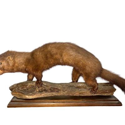 A Vintage Mink Taxidermy Mount