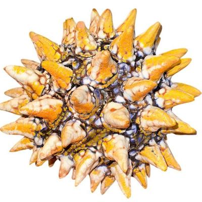 Contemporary Sea Urchin Sculpture WILLIAM KIDD