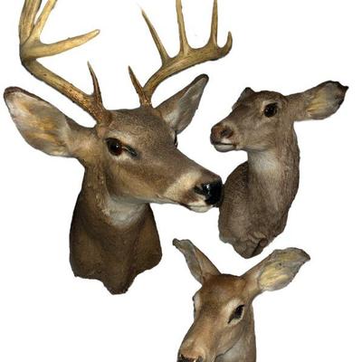 Sale Photo Thumbnail #287: 3 Vintage Deer Taxidermy Mounts