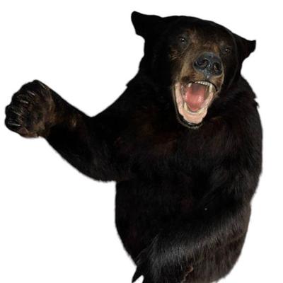 A Vintage Charging Black Bear Taxidermy