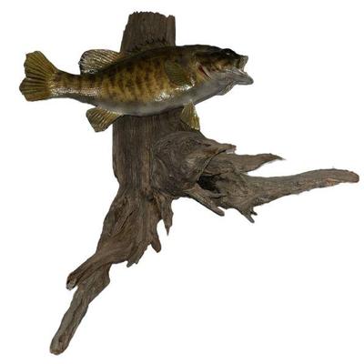 A Vintage Smallmouth Bass Fish Taxidermy