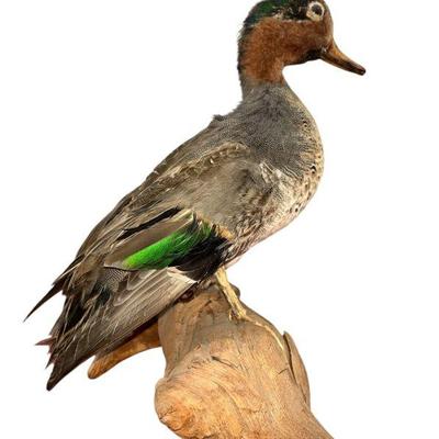 Sale Photo Thumbnail #285:  Vintage Miniature Green Winged Teal Duck Taxidermy