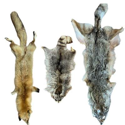 Three Vintage Taxidermy Pelts, Coyote, Fox, Raccoon