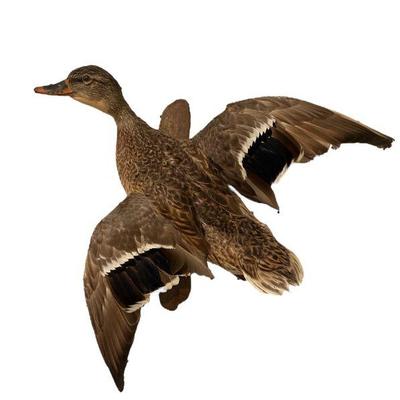 Sale Photo Thumbnail #277: A Vintage Flying Mallard Duck Taxidermy