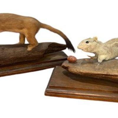 Sale Photo Thumbnail #292: Vintage Weasel & Squirrel Taxidermy Mounts